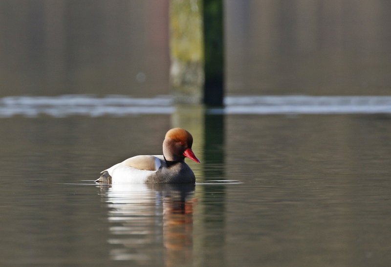Krooneend / Red-crested Pochard