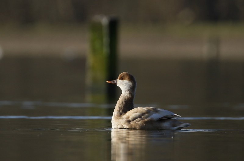 Krooneend / Red-crested Pochard