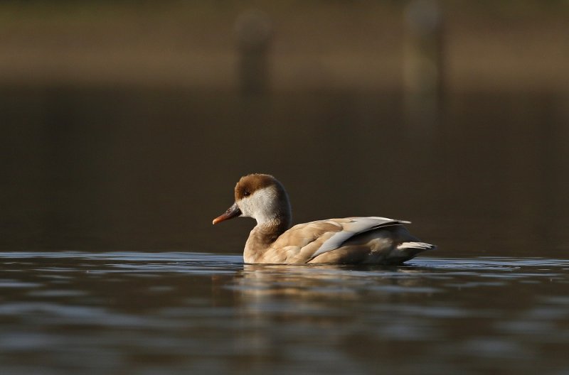 Krooneend / Red-crested Pochard