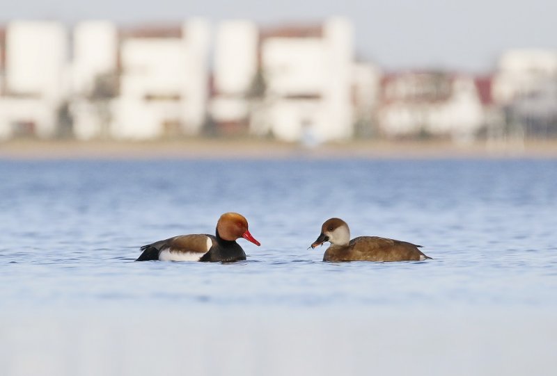 Krooneend / Red-crested Pochard