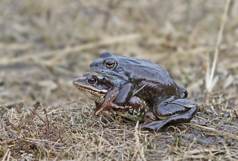 Heikikker / Moor Frog