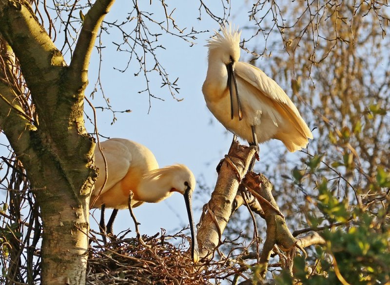 Lepelaar /Eurasian Spoonbill