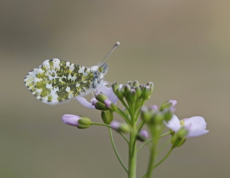 Oranjetipje / Orangetip, Orange Tip