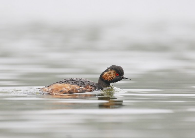 Geoorde Fuut / Black-necked Grebe