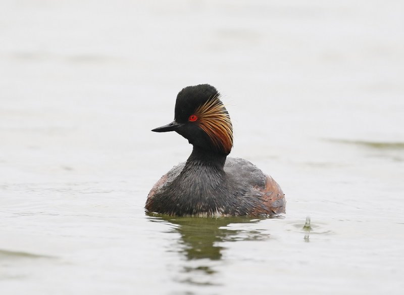 Geoorde Fuut / Black-necked Grebe