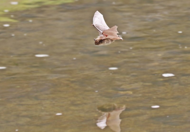 Watervleermuis / Daubentons bat, Water Mouse-eared Bat