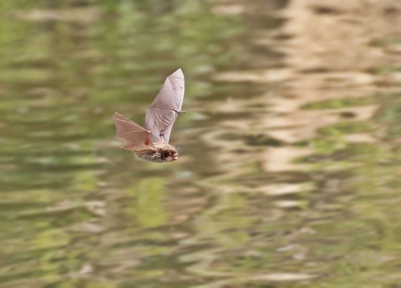 Watervleermuis / Daubentons bat, Water Mouse-eared Bat