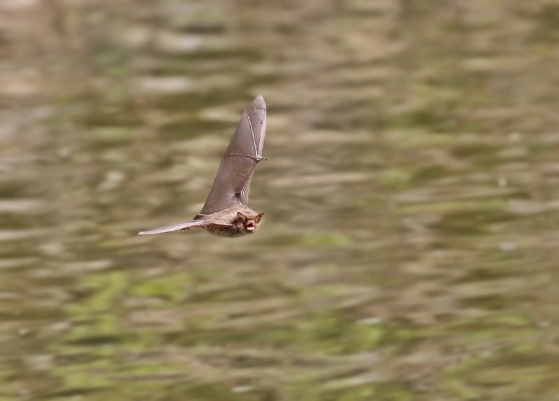 Watervleermuis / Daubentons bat, Water Mouse-eared Bat