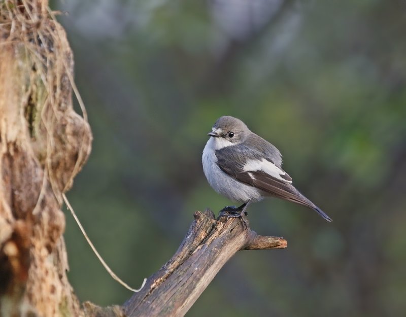 Bonte Vliegenvanger / Pied Flycatcher