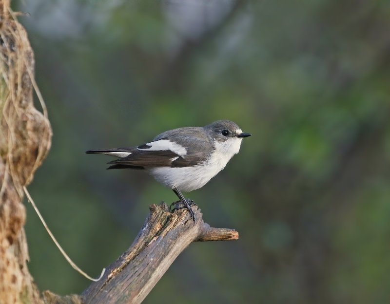 Bonte Vliegenvanger / Pied Flycatcher