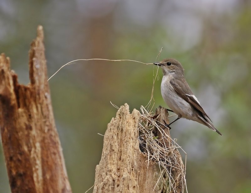Bonte Vliegenvanger / Pied Flycatcher
