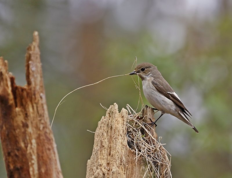 Bonte Vliegenvanger / Pied Flycatcher
