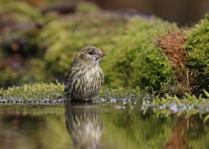 Sijs / Siskin