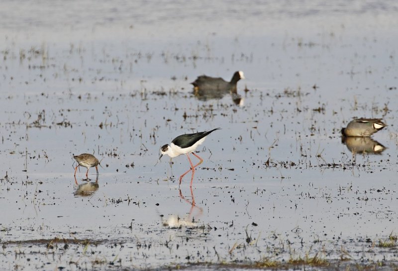 Steltkluut / Black-winged Stilt