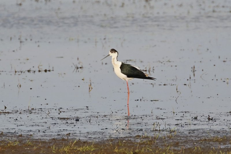 Steltkluut / Black-winged Stilt