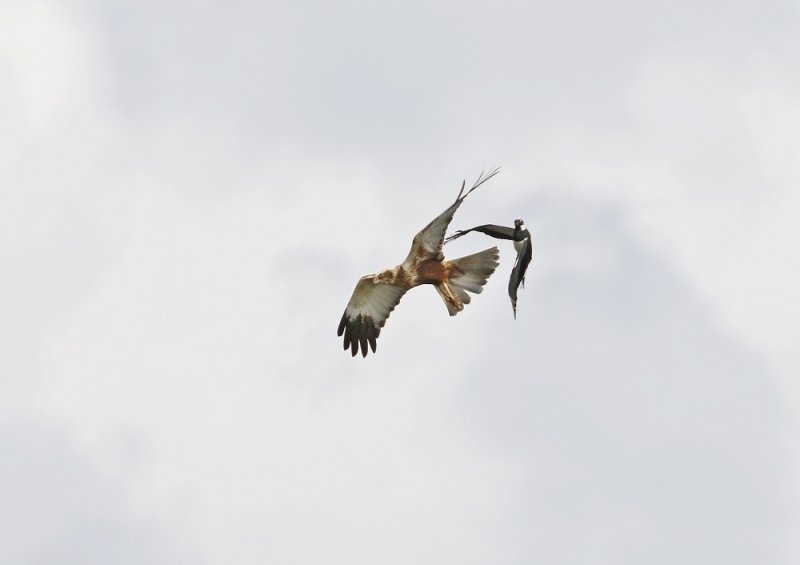 Bruine Kiekendief / Marsh Harrier
