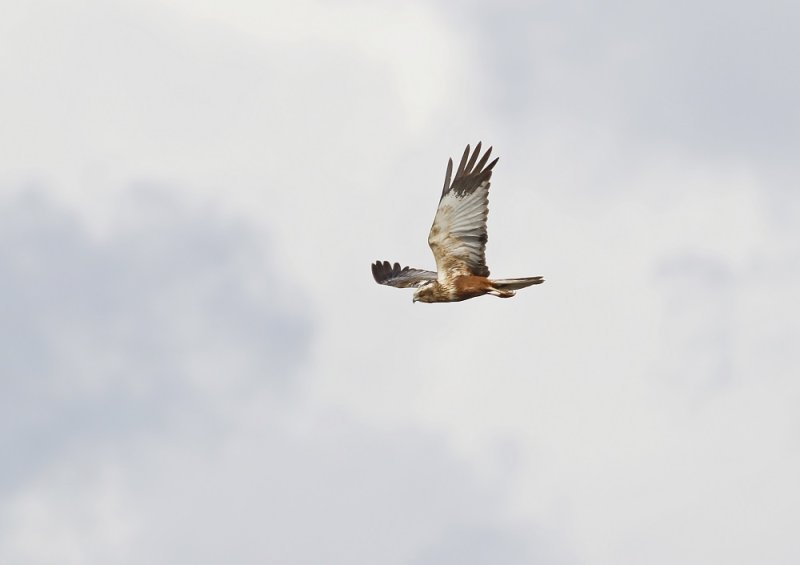 Bruine Kiekendief / Marsh Harrier