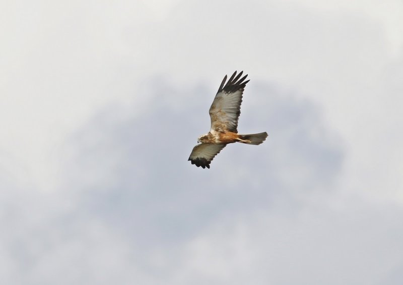 Bruine Kiekendief / Marsh Harrier
