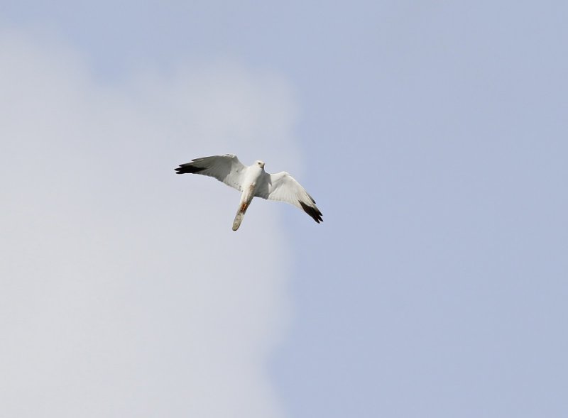 Steppekiekendief / Pallid Harrier