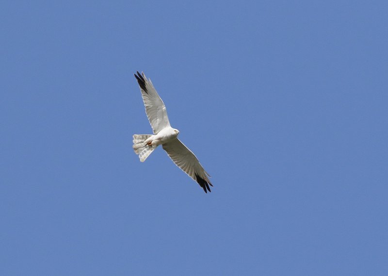 Steppekiekendief / Pallid Harrier