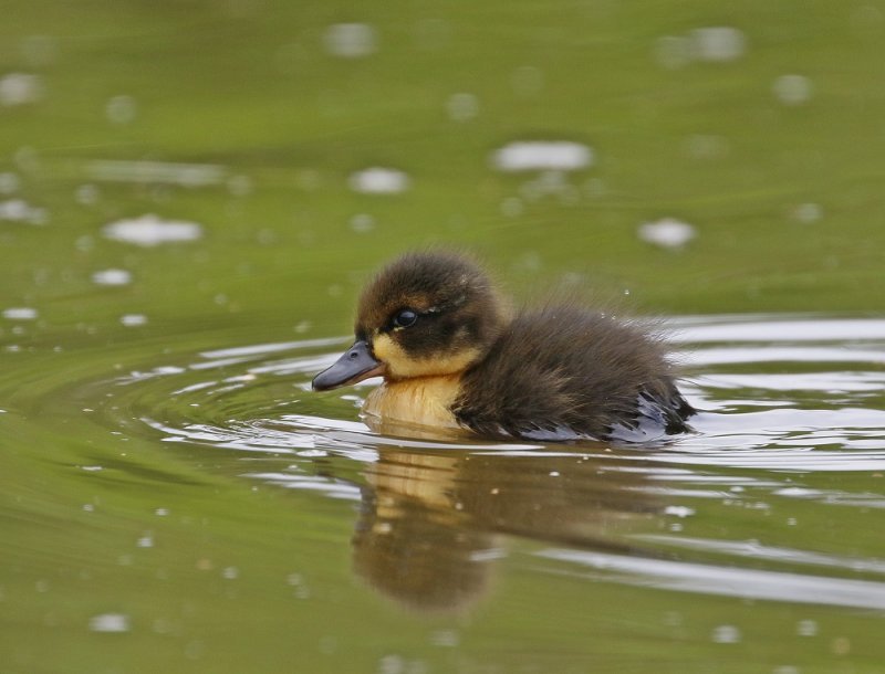 Wilde Eend / Mallard