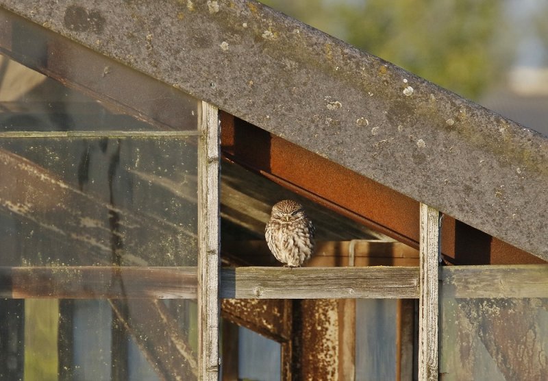Steenuil / Little Owl
