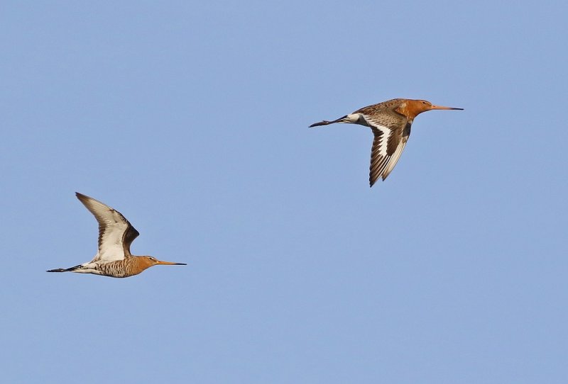 Grutto / Black-tailed Godwit