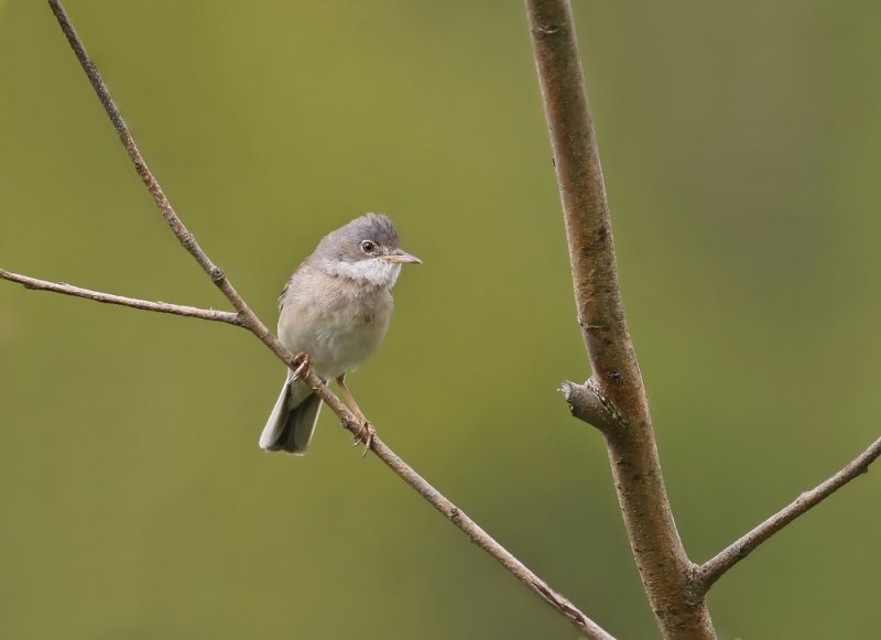 Grasmus / Common Whitethroat