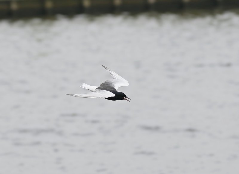 Witvleugelstern / White-winged Black Tern