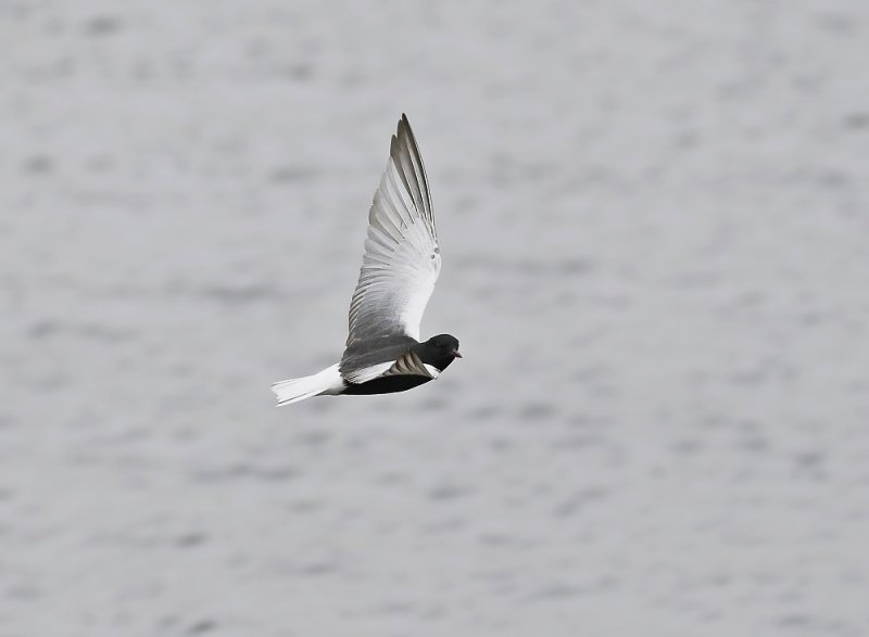Witvleugelstern / White-winged Black Tern