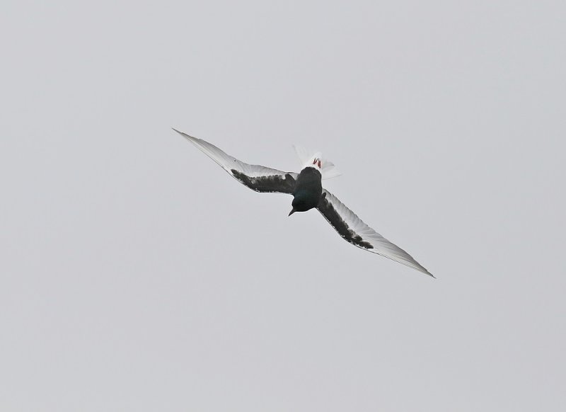 Witvleugelstern / White-winged Black Tern