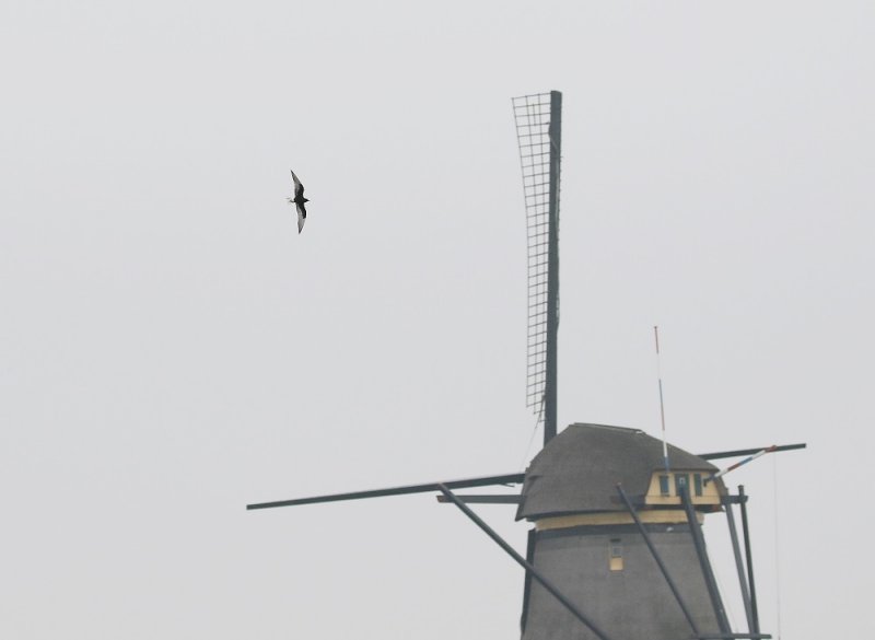 Witvleugelstern / White-winged Black Tern