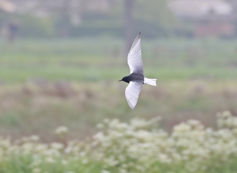 Witvleugelstern / White-winged Black Tern