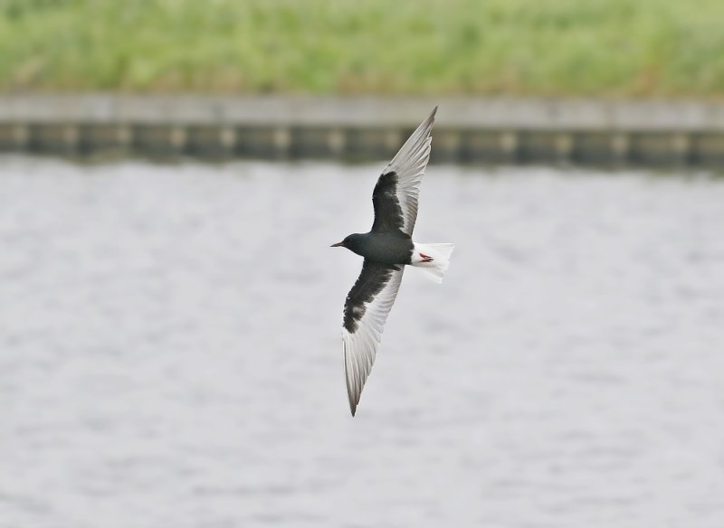 Witvleugelstern / White-winged Black Tern