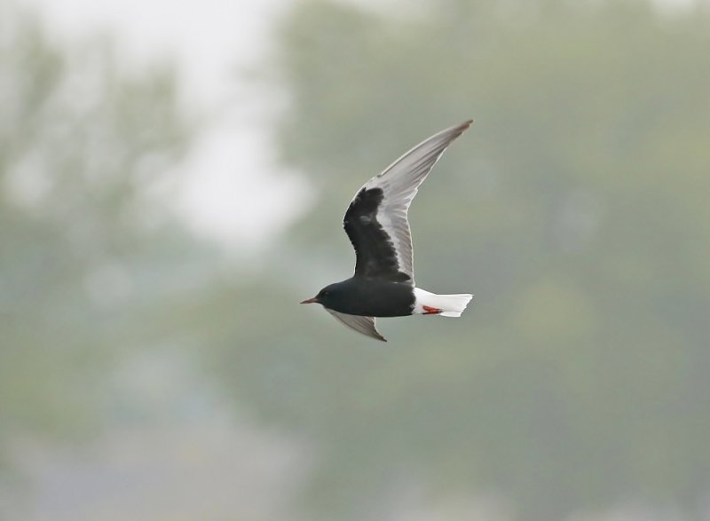 Witvleugelstern / White-winged Black Tern