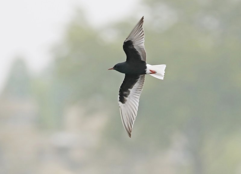Witvleugelstern / White-winged Black Tern