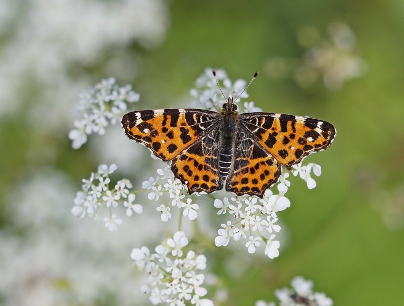 Landkaartje / Map Butterfly, European Map
