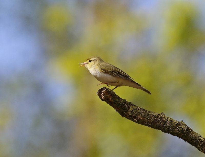 Fluiter / Wood Warbler