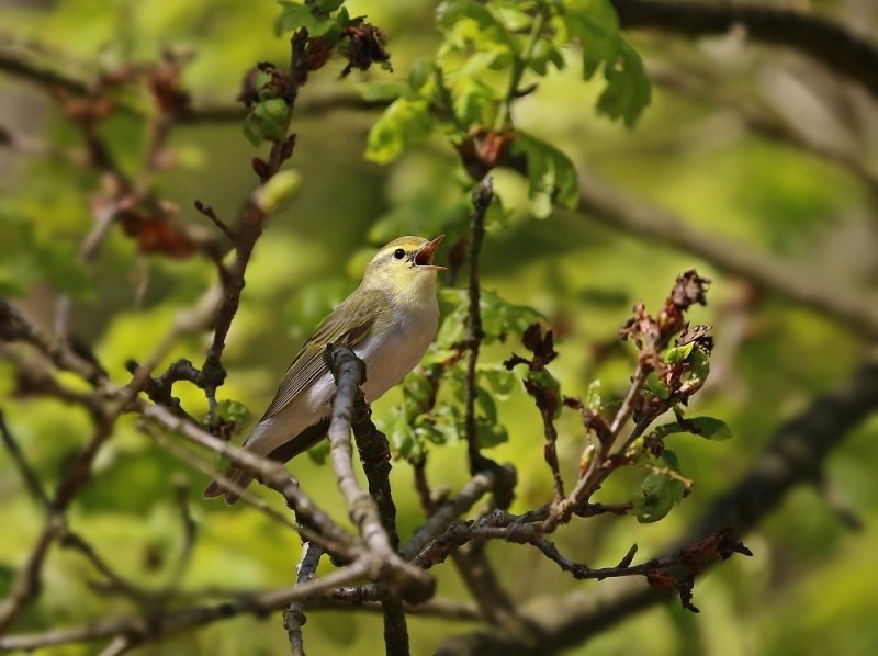 Fluiter / Wood Warbler