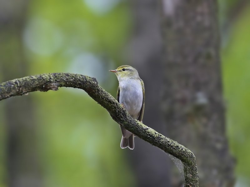 Fluiter / Wood Warbler