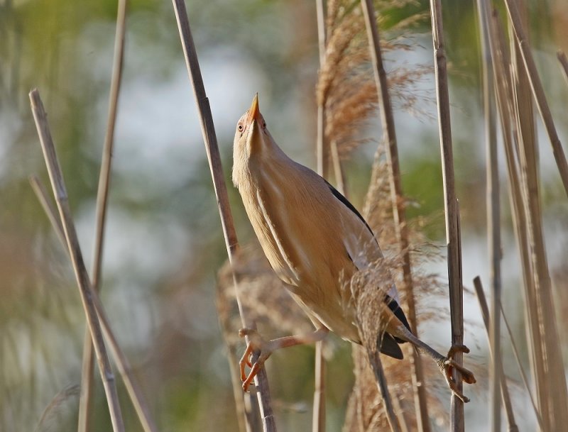 Woudaapje / Little Bittern