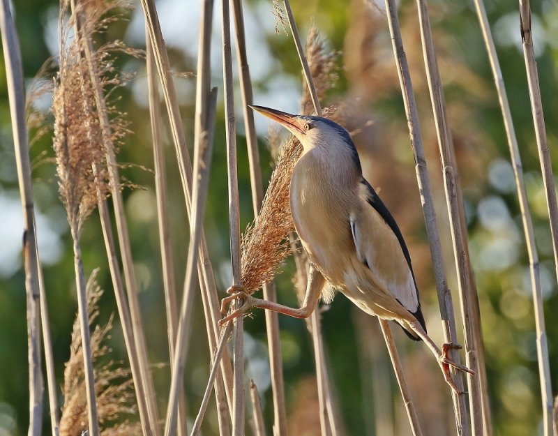 Woudaapje / Little Bittern