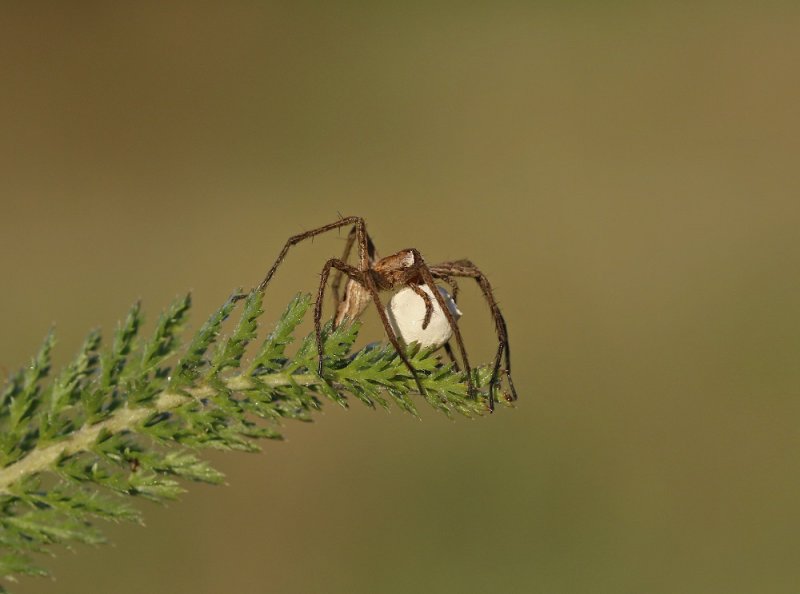 Kraamwebspin / Nursery Web Spider