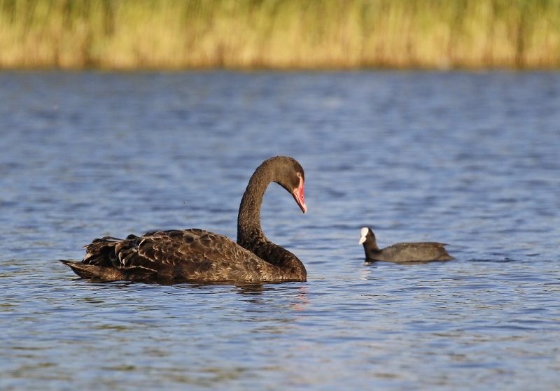 Zwarte Zwaan / BlackSwan