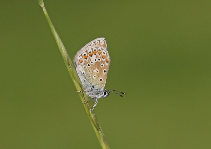 Icarusblauwtje / Common Blue