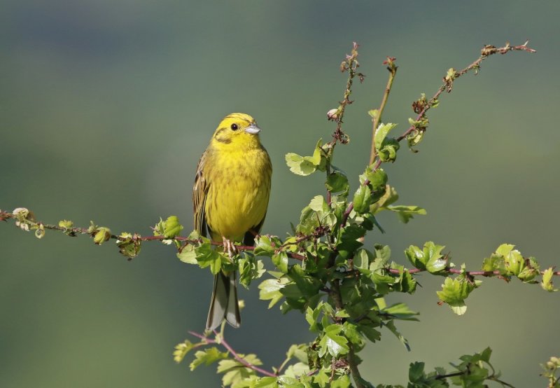 Geelgors / Yellowhammer