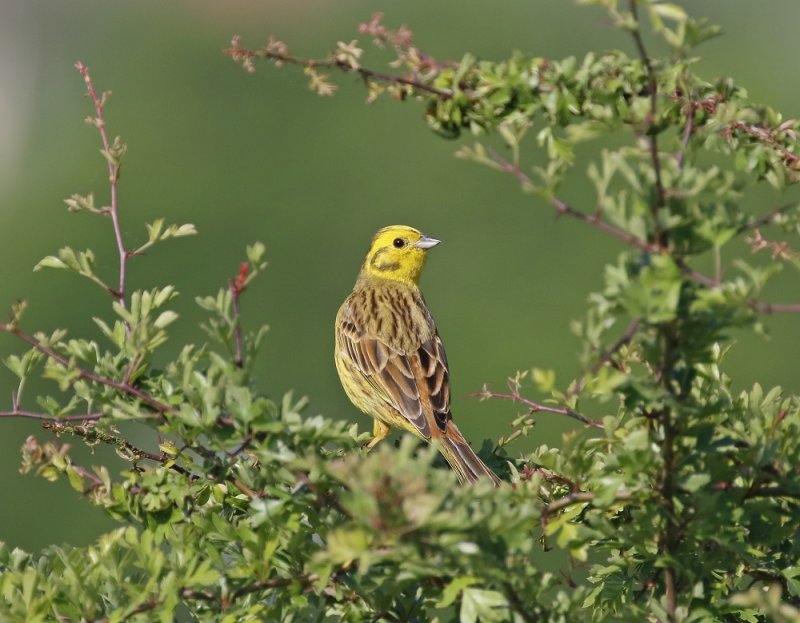 Geelgors / Yellowhammer