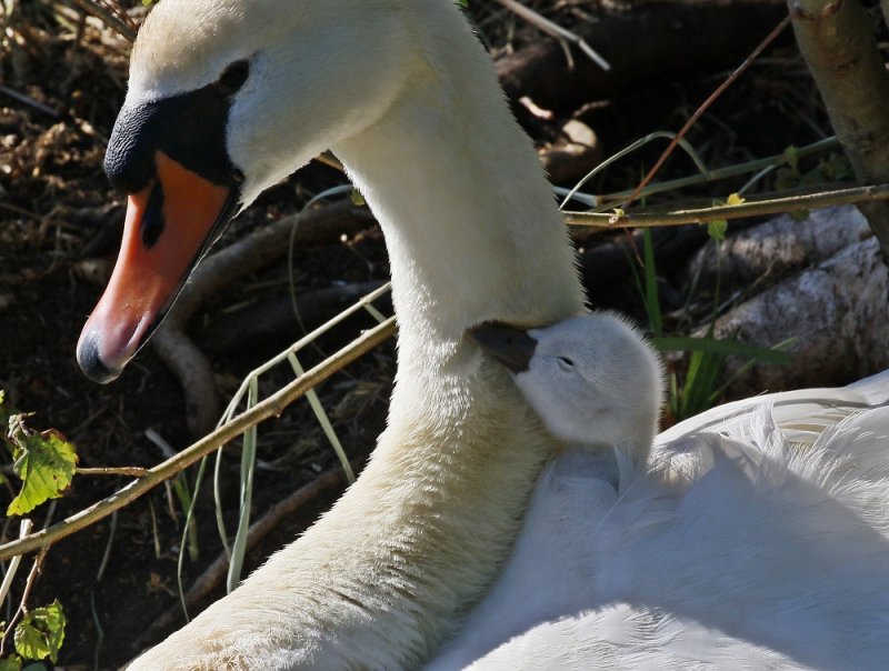 Knobbelzwaan / Mute Swan