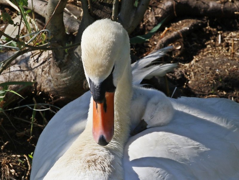 Knobbelzwaan / Mute Swan