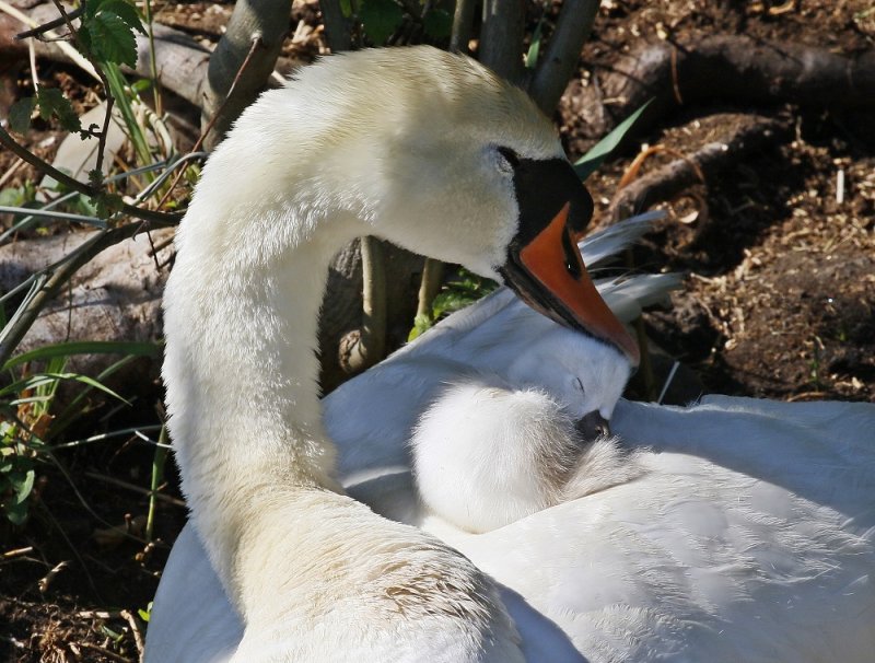 Knobbelzwaan / Mute Swan